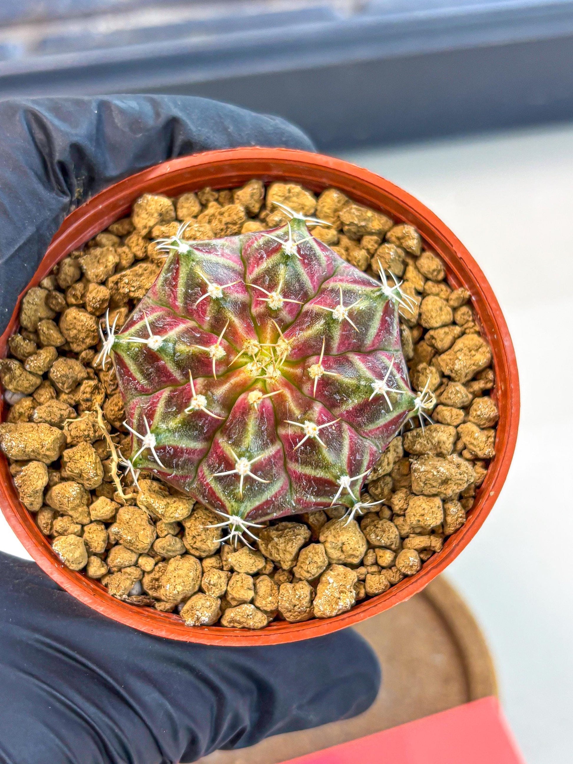 Gymnocalycium Neon (gy14) (pp) | Variegated cactus