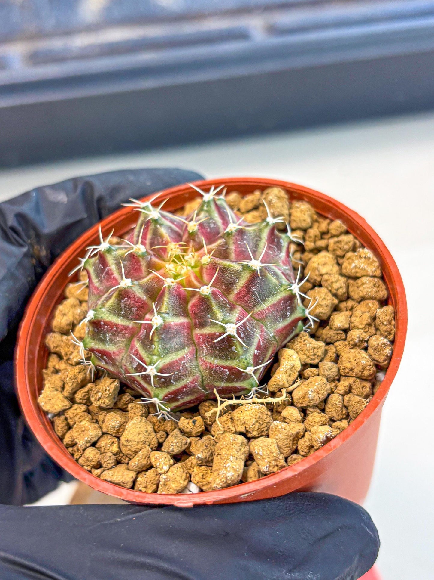 Gymnocalycium Neon (gy14) (pp) | Variegated cactus