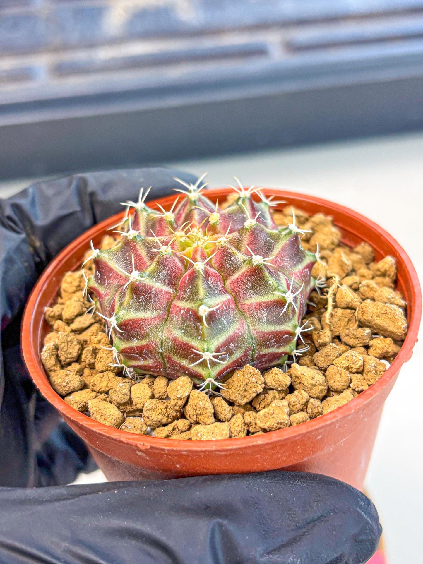Gymnocalycium Neon (gy14) (pp) | Variegated cactus