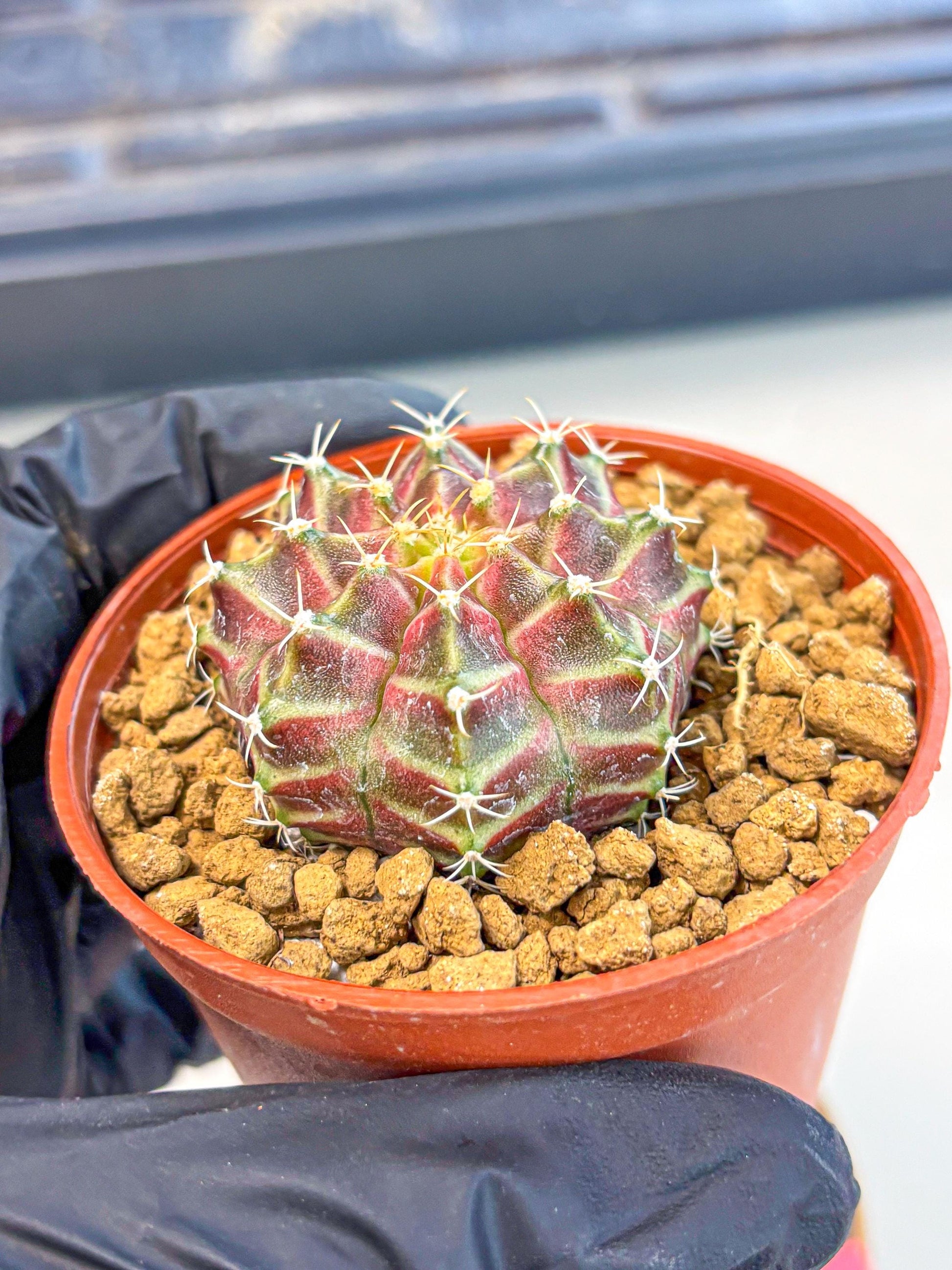 Gymnocalycium Neon (gy14) (pp) | Variegated cactus