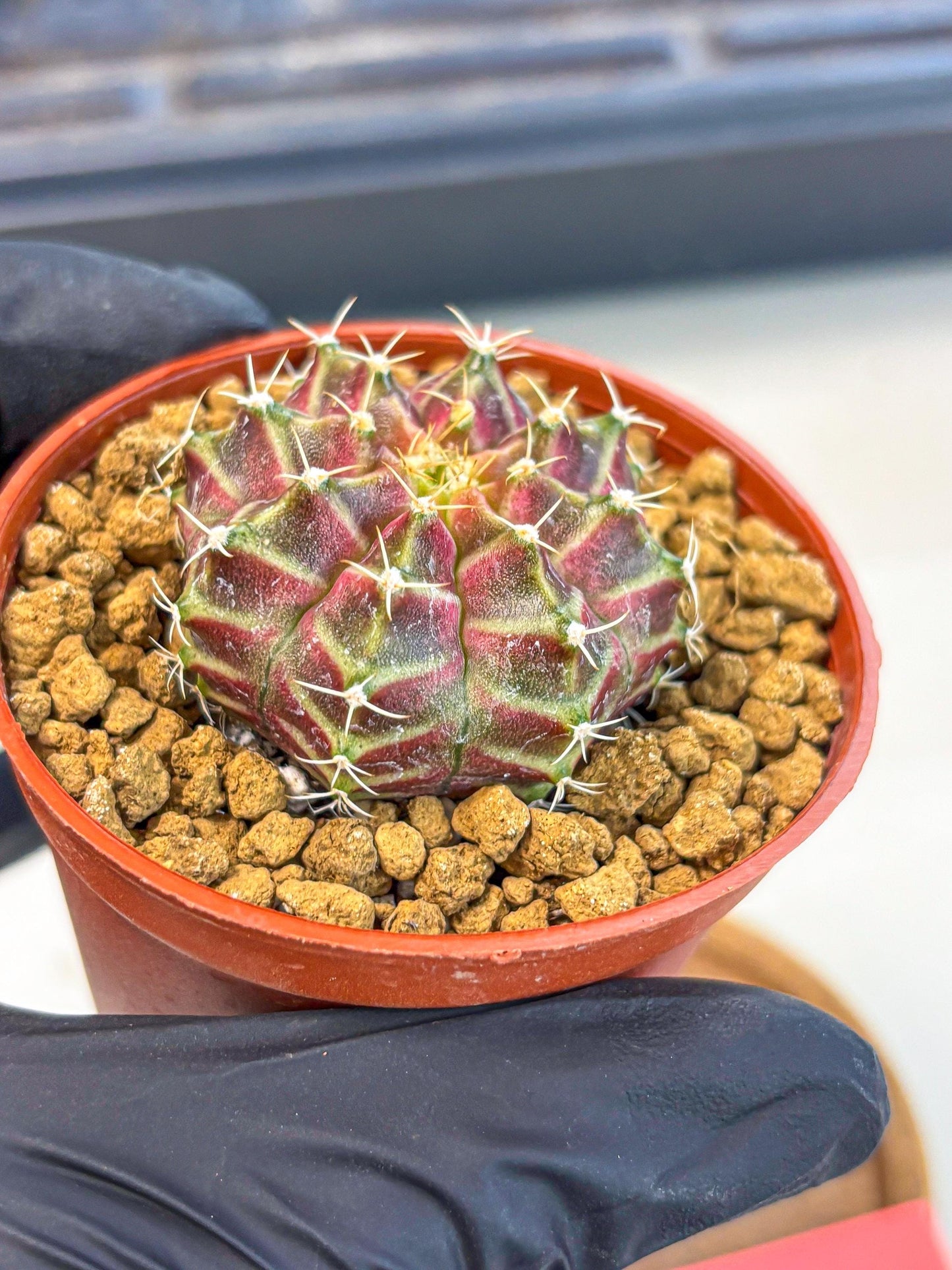 Gymnocalycium Neon (gy14) (pp) | Variegated cactus