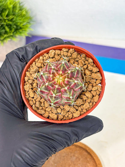 Gymnocalycium Neon (gy14) (pp) | Variegated cactus