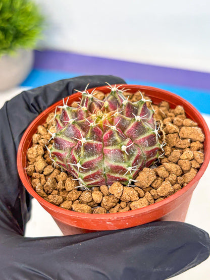 Gymnocalycium Neon (gy14) (pp) | Variegated cactus