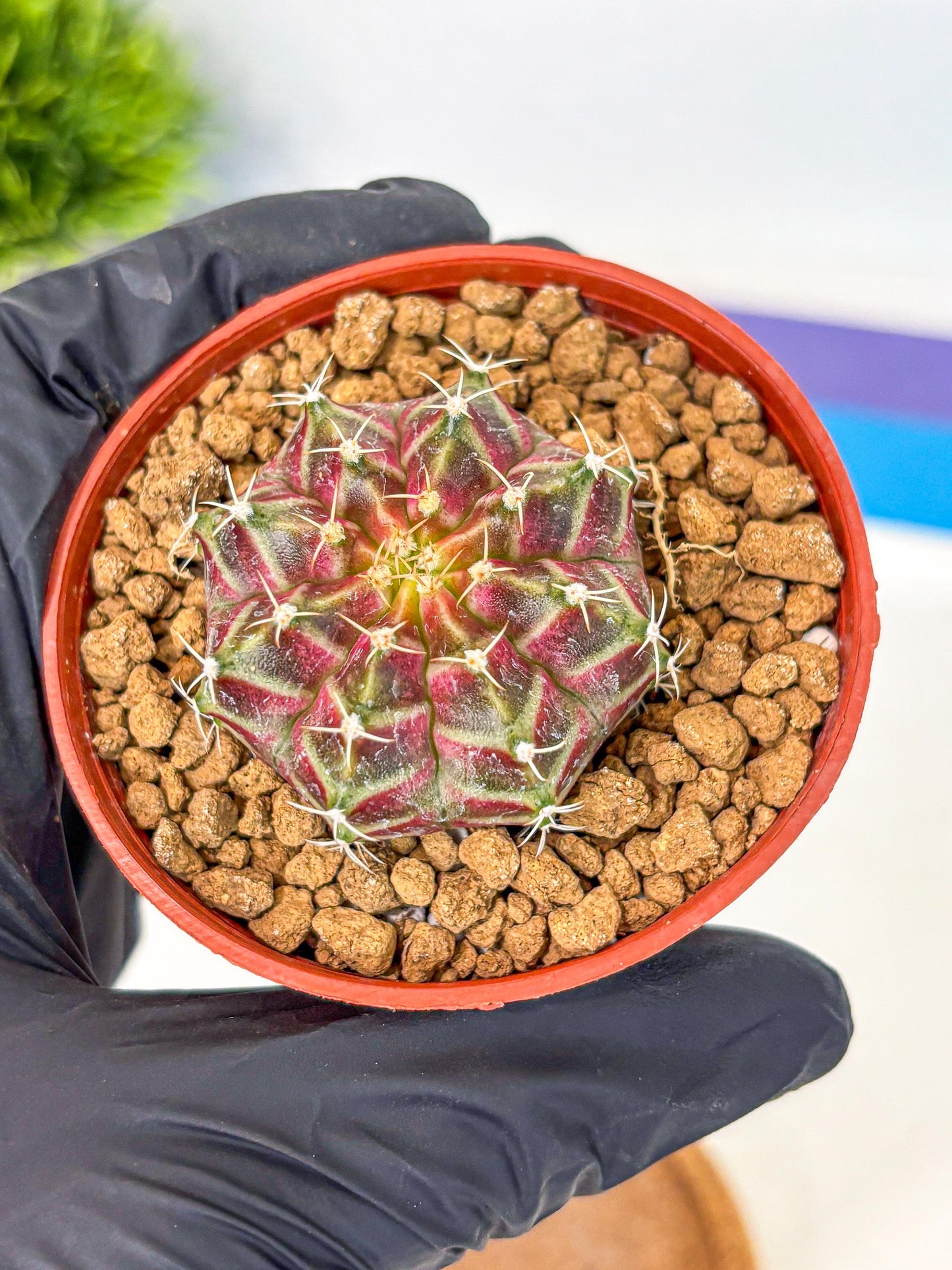 Gymnocalycium Neon (gy14) (pp) | Variegated cactus