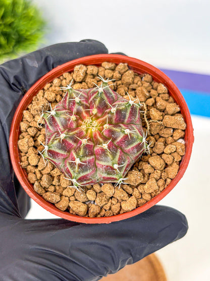 Gymnocalycium Neon (gy14) (pp) | Variegated cactus