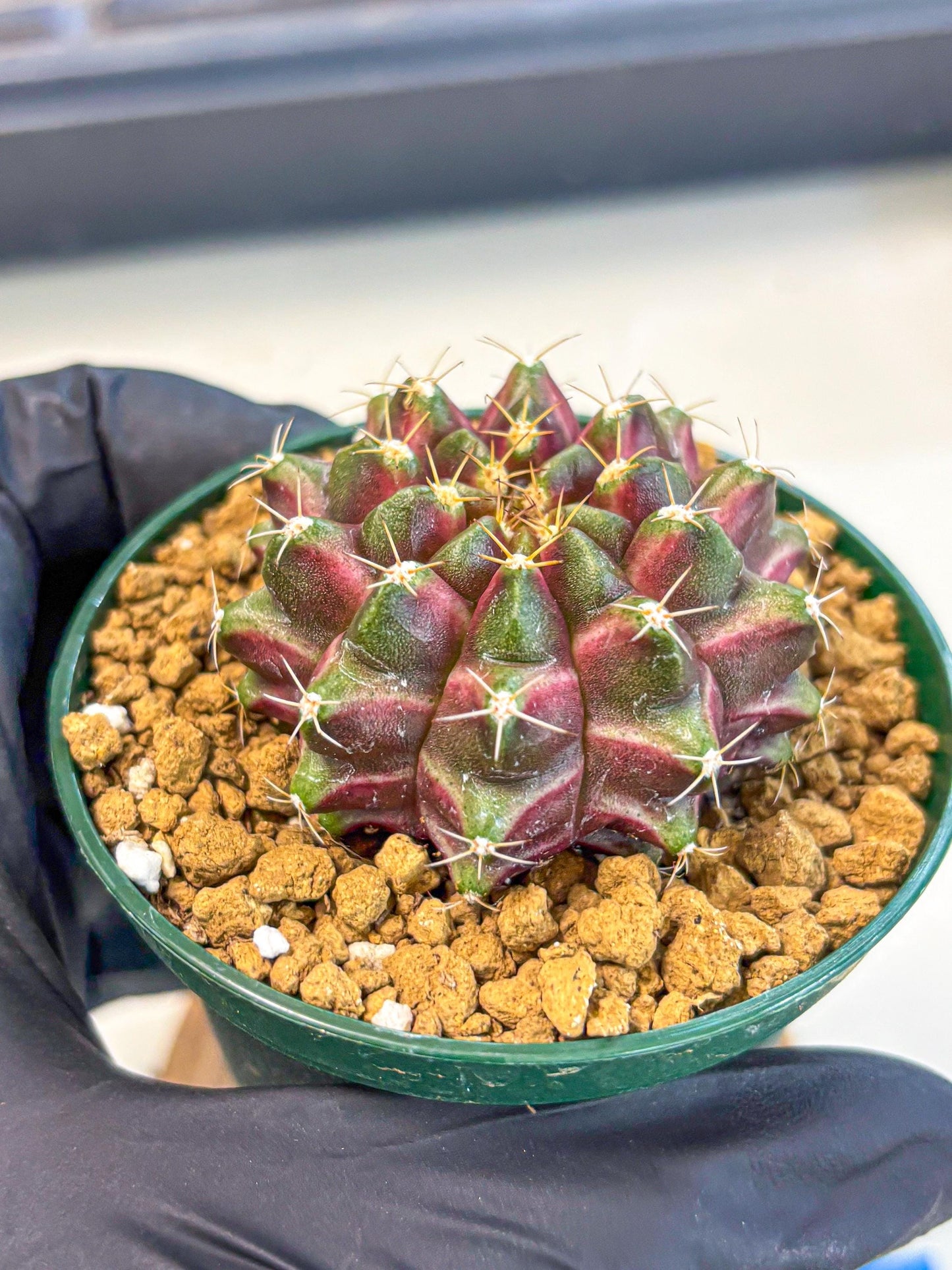 Gymnocalycium Neon (gy14) (bb) | Variegated cactus