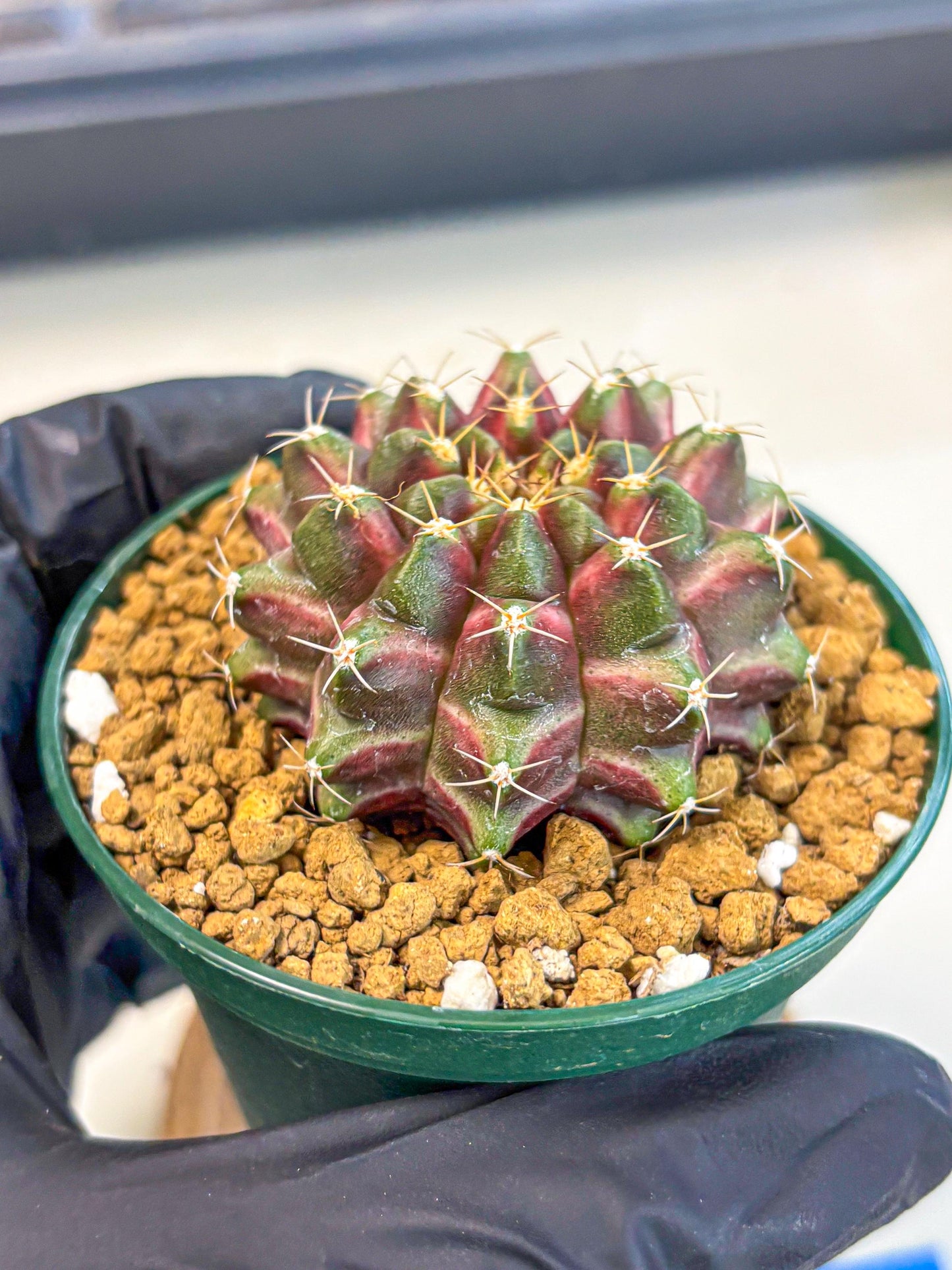 Gymnocalycium Neon (gy14) (bb) | Variegated cactus