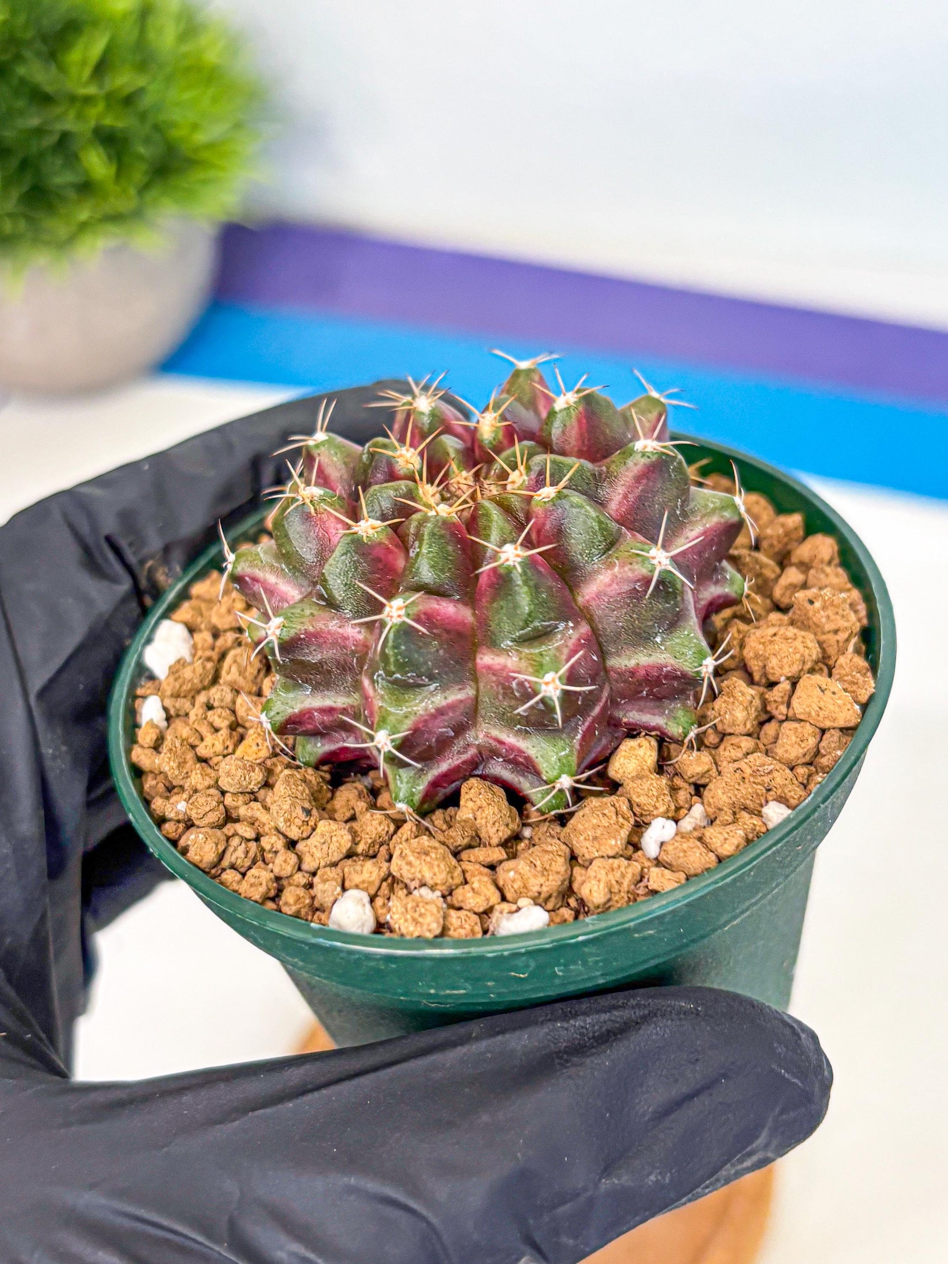 Gymnocalycium Neon (gy14) (bb) | Variegated cactus