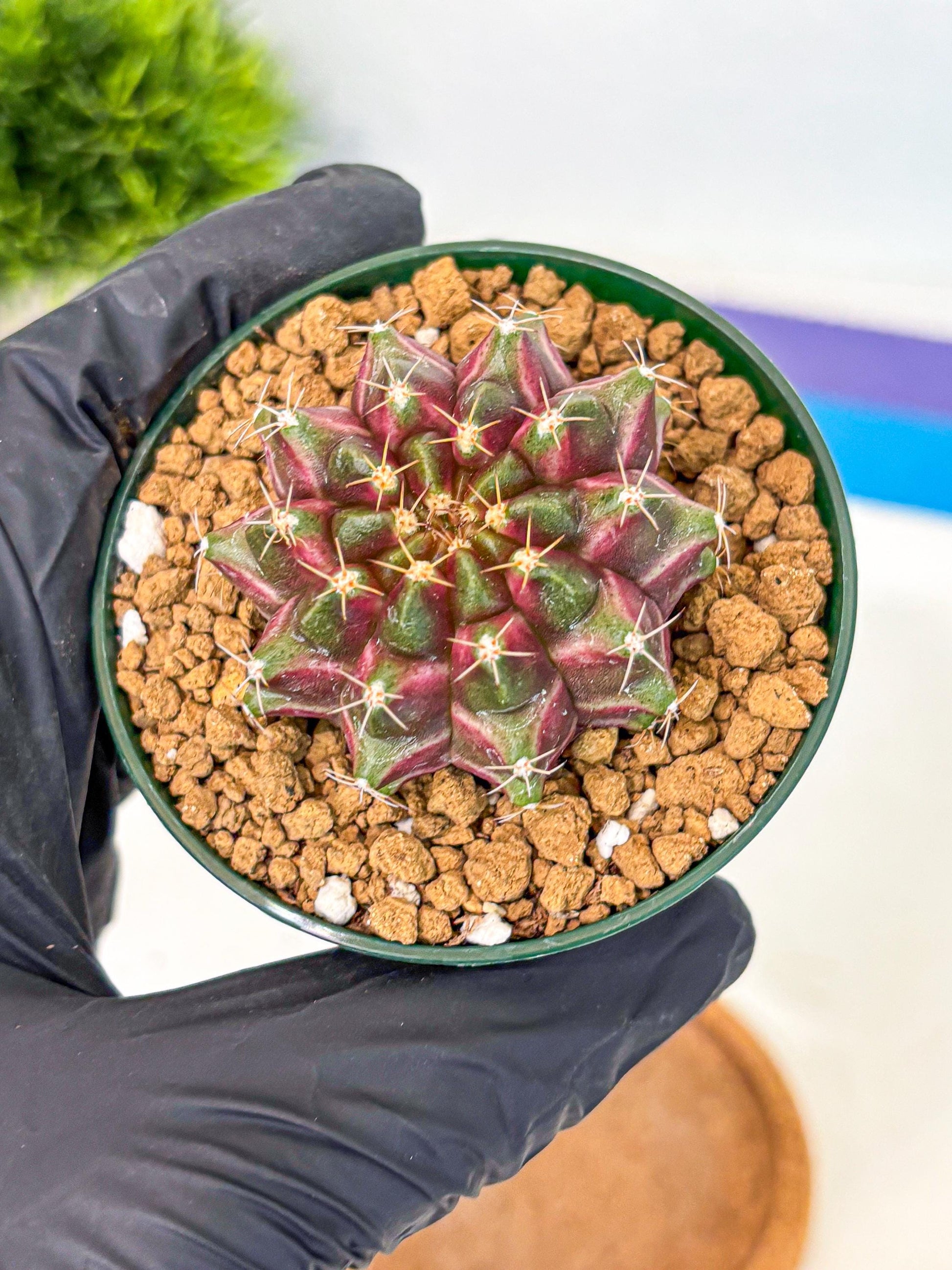 Gymnocalycium Neon (gy14) (bb) | Variegated cactus