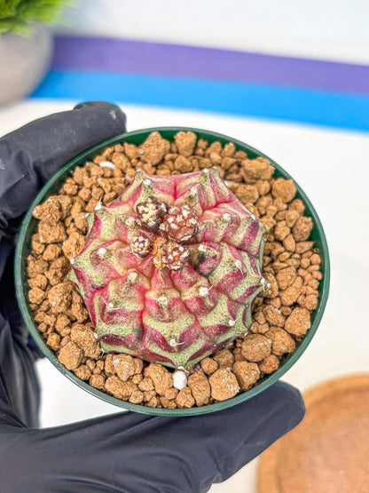 Gymnocalycium Neon (gy14) (gg) | Variegated cactus