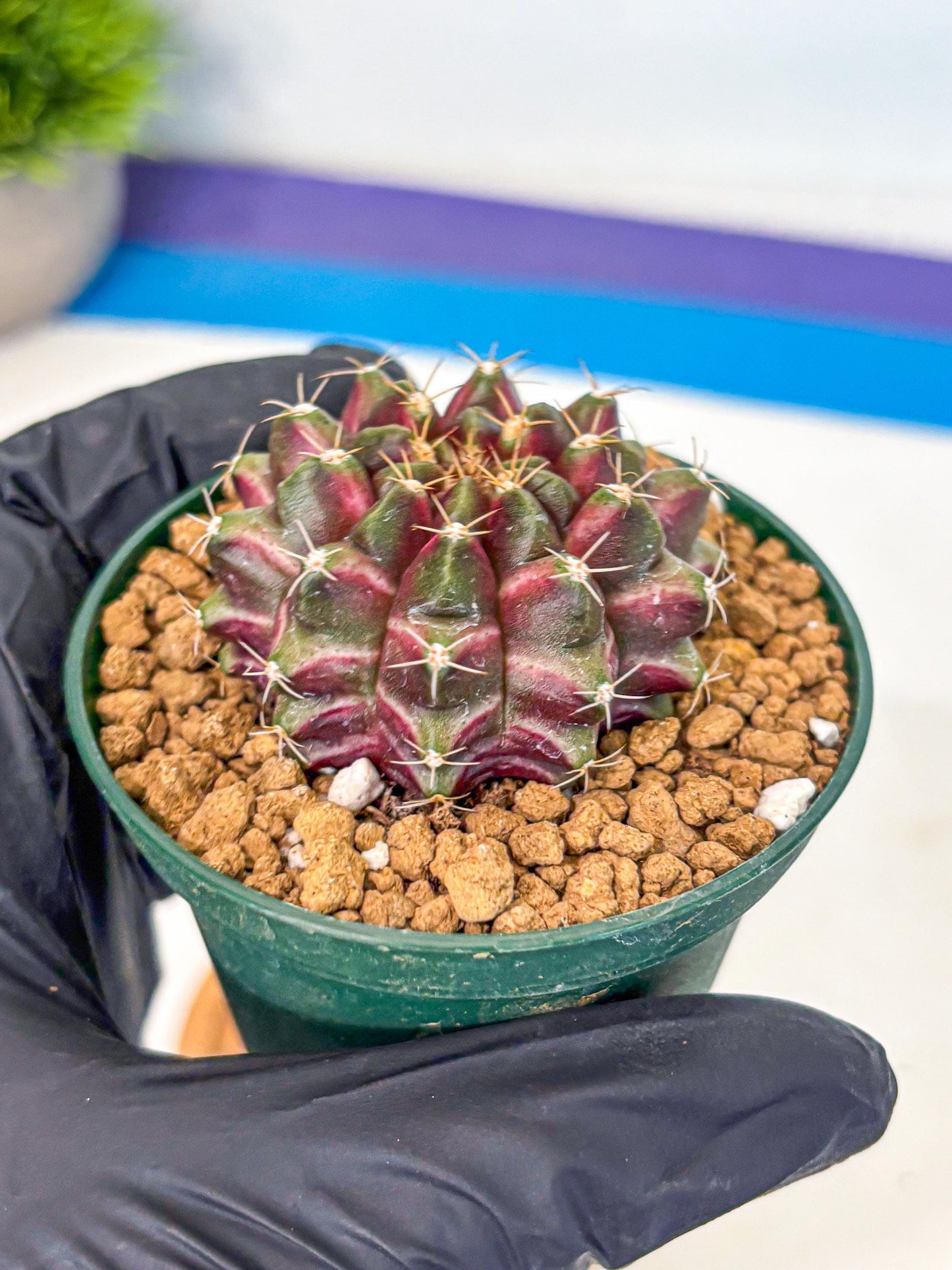 Gymnocalycium Neon (gy14) (bb) | Variegated cactus