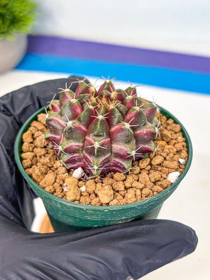 Gymnocalycium Neon (gy14) (bb) | Variegated cactus