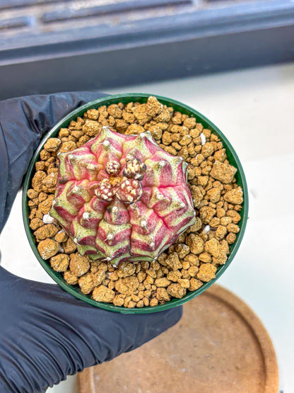 Gymnocalycium Neon (gy14) (gg) | Variegated cactus