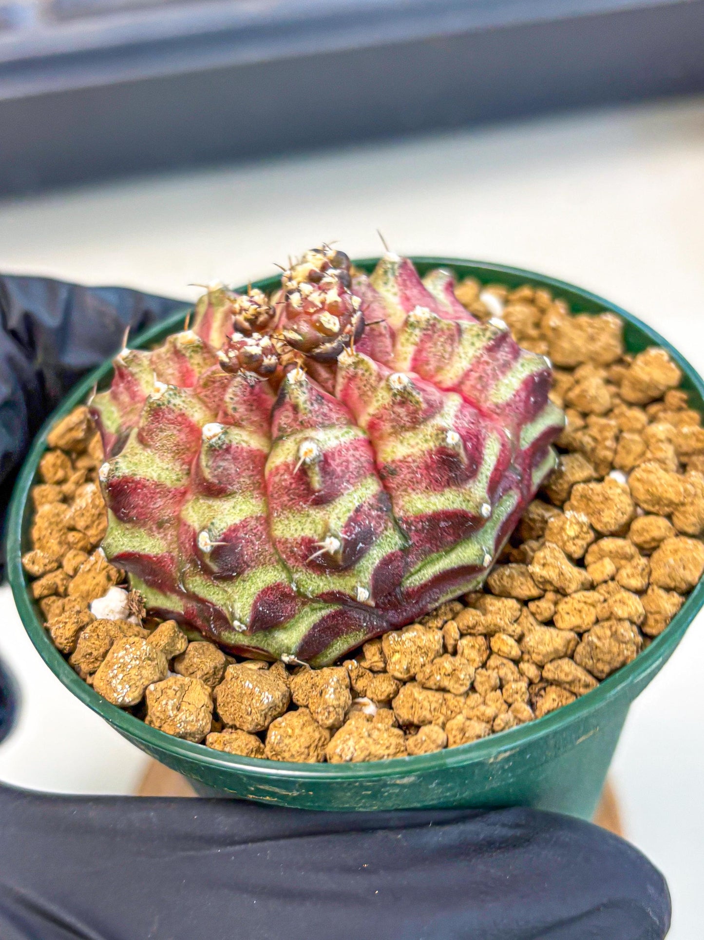 Gymnocalycium Neon (gy14) (gg) | Variegated cactus