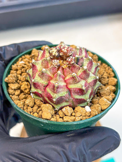 Gymnocalycium Neon (gy14) (gg) | Variegated cactus