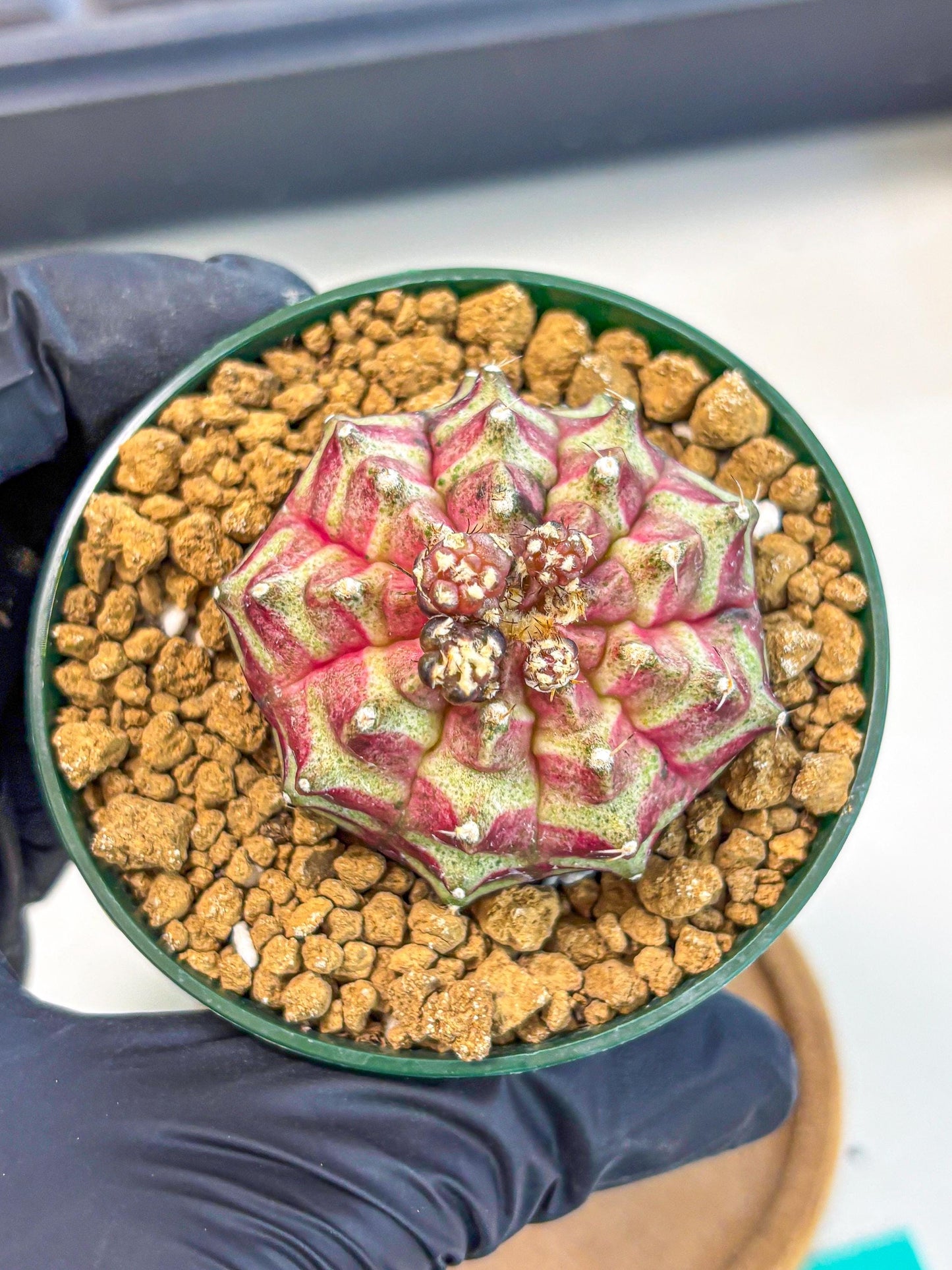 Gymnocalycium Neon (gy14) (gg) | Variegated cactus
