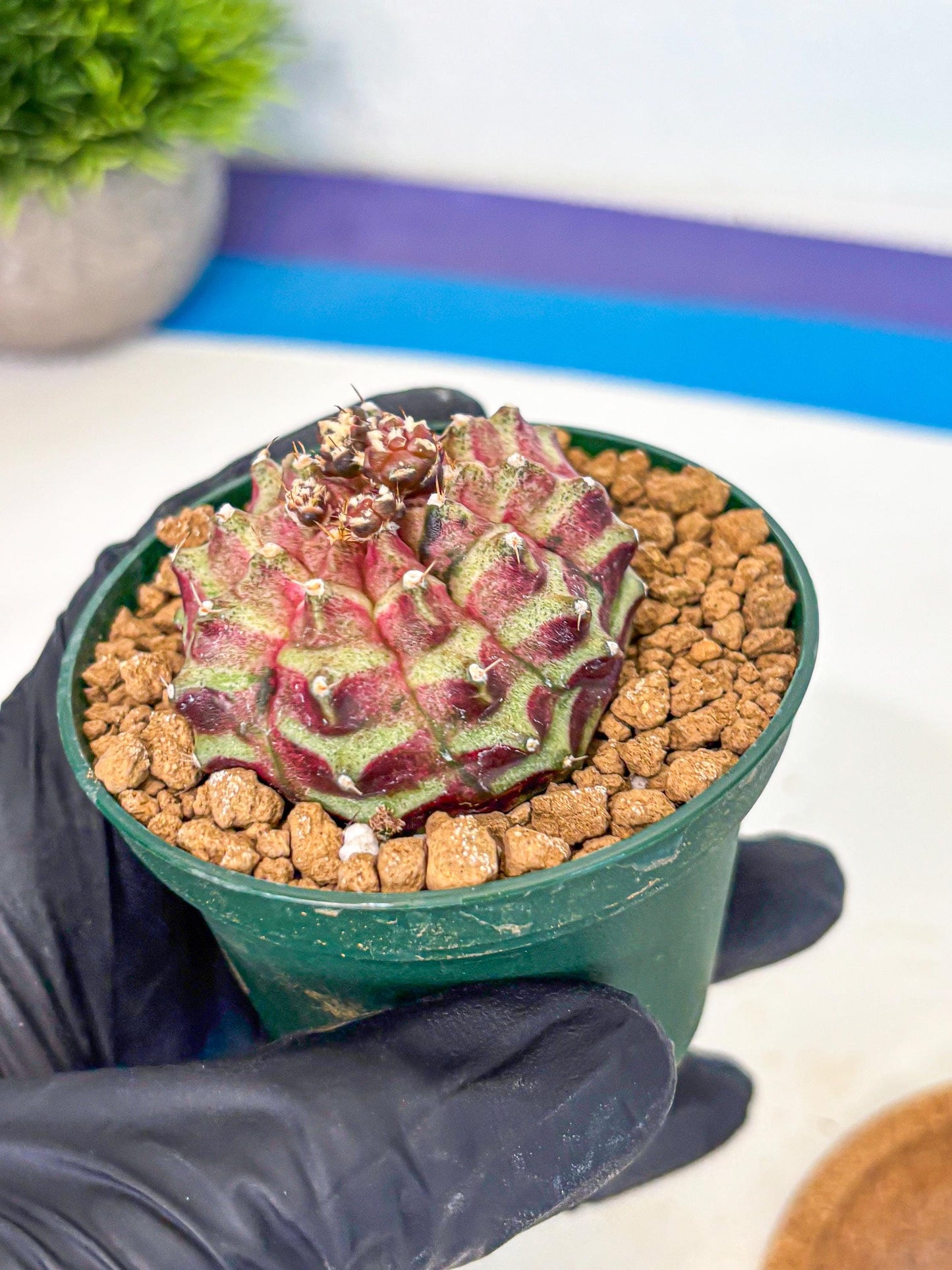 Gymnocalycium Neon (gy14) (gg) | Variegated cactus