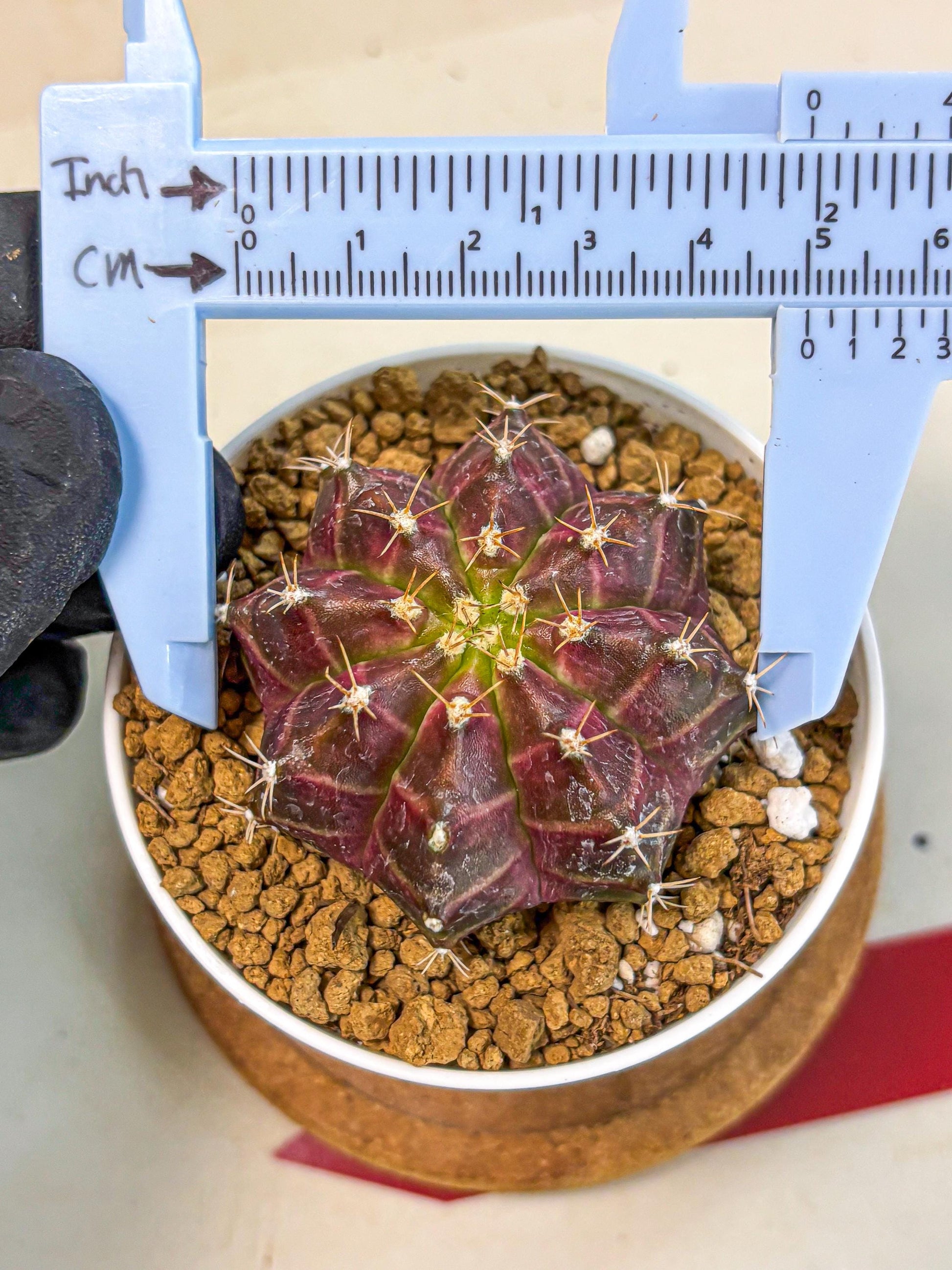 Gymnocalycium Neon (gy14) (rr) | Variegated cactus