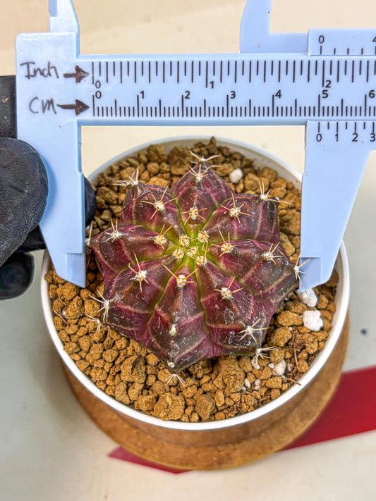 Gymnocalycium Neon (gy14) (rr) | Variegated cactus