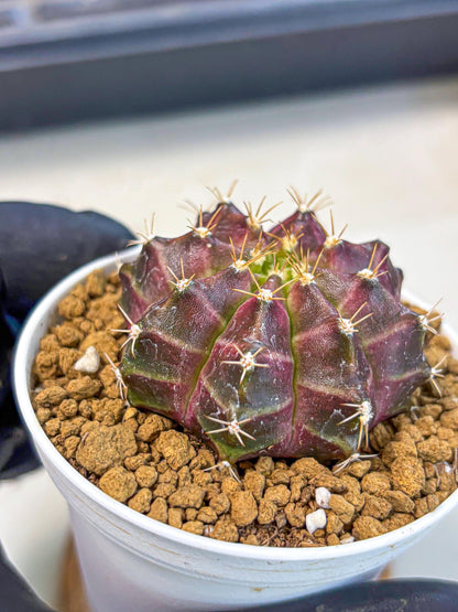 Gymnocalycium Neon (gy14) (rr) | Variegated cactus