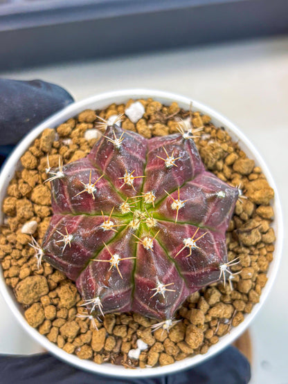 Gymnocalycium Neon (gy14) (rr) | Variegated cactus