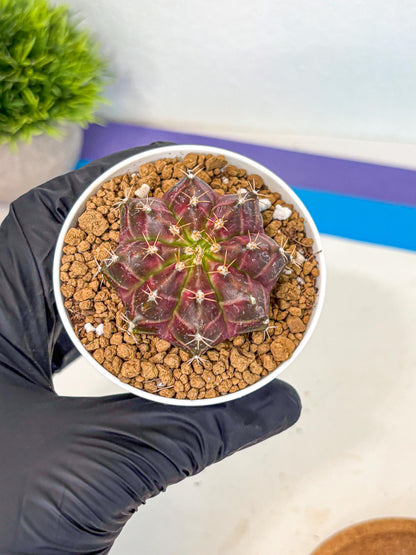 Gymnocalycium Neon (gy14) (rr) | Variegated cactus