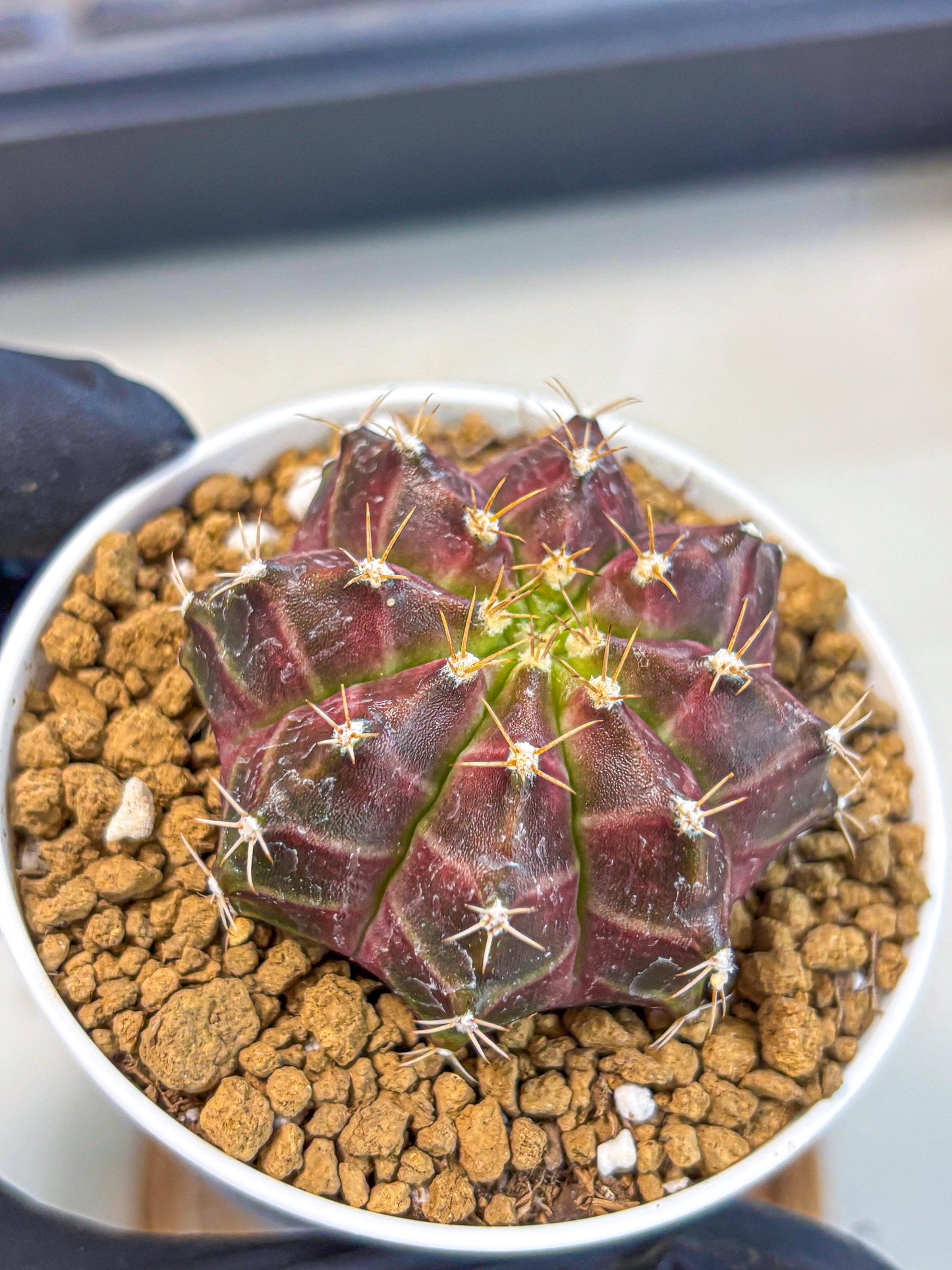 Gymnocalycium Neon (gy14) (rr) | Variegated cactus