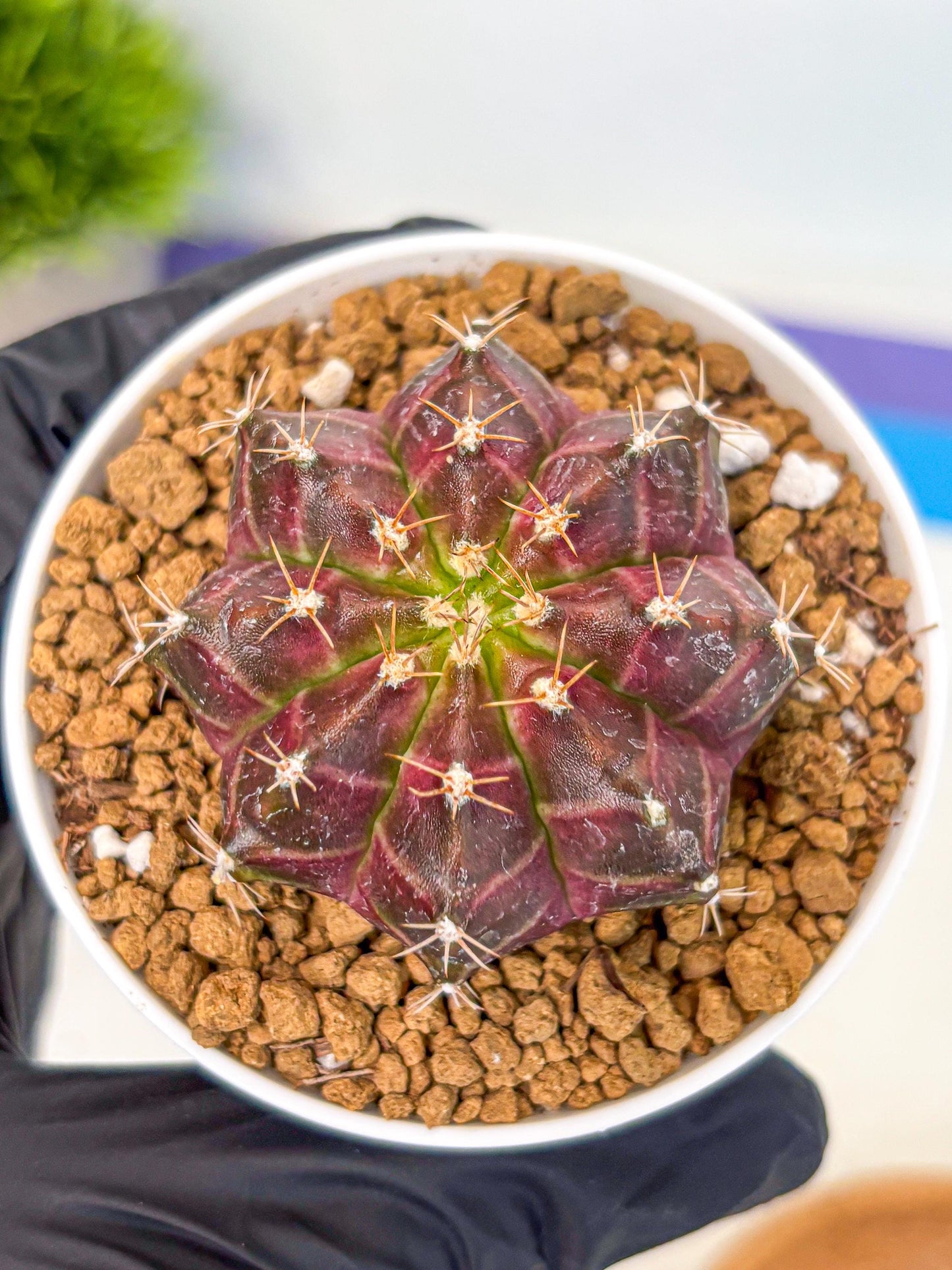 Gymnocalycium Neon (gy14) (rr) | Variegated cactus