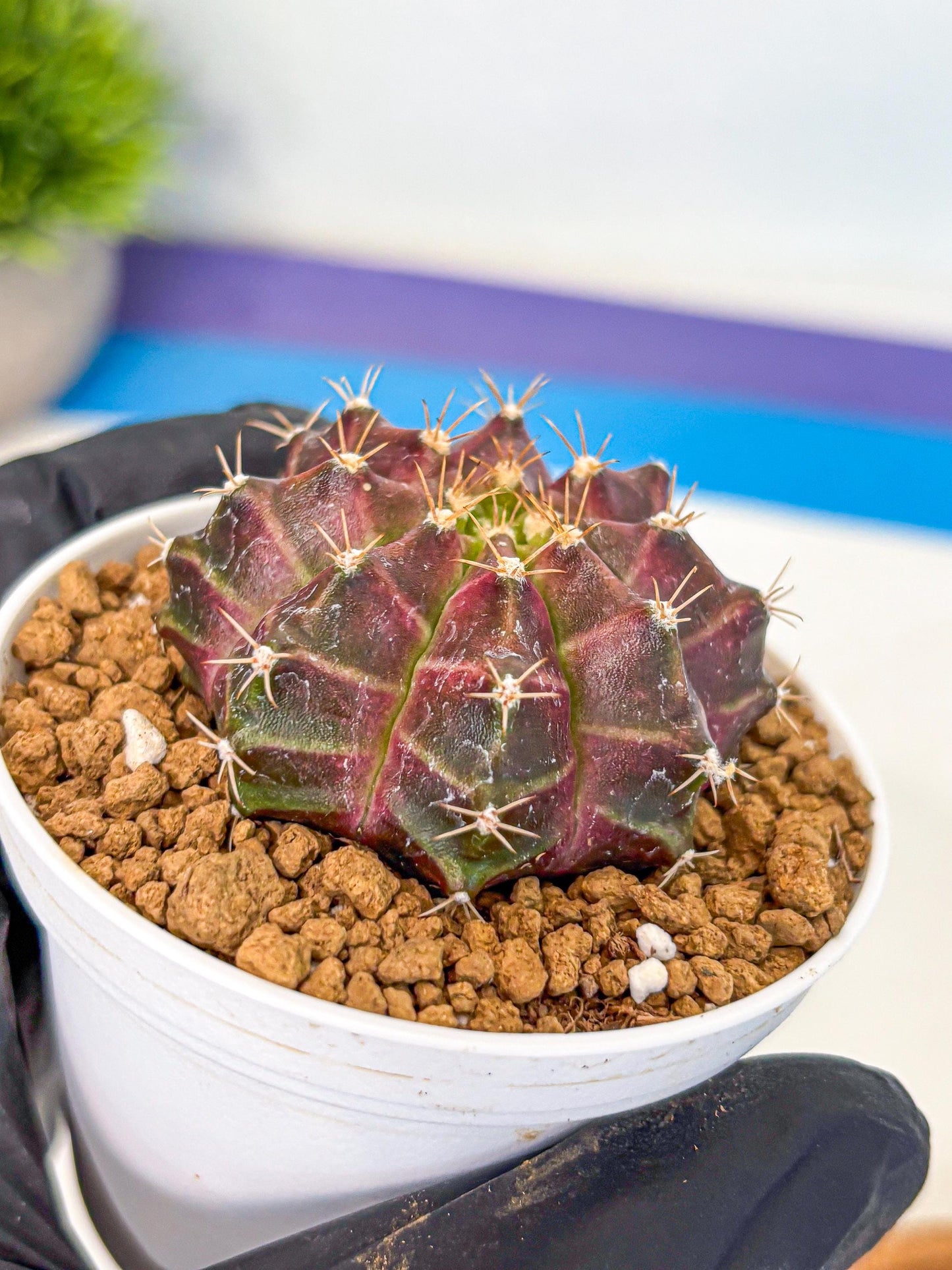 Gymnocalycium Neon (gy14) (rr) | Variegated cactus