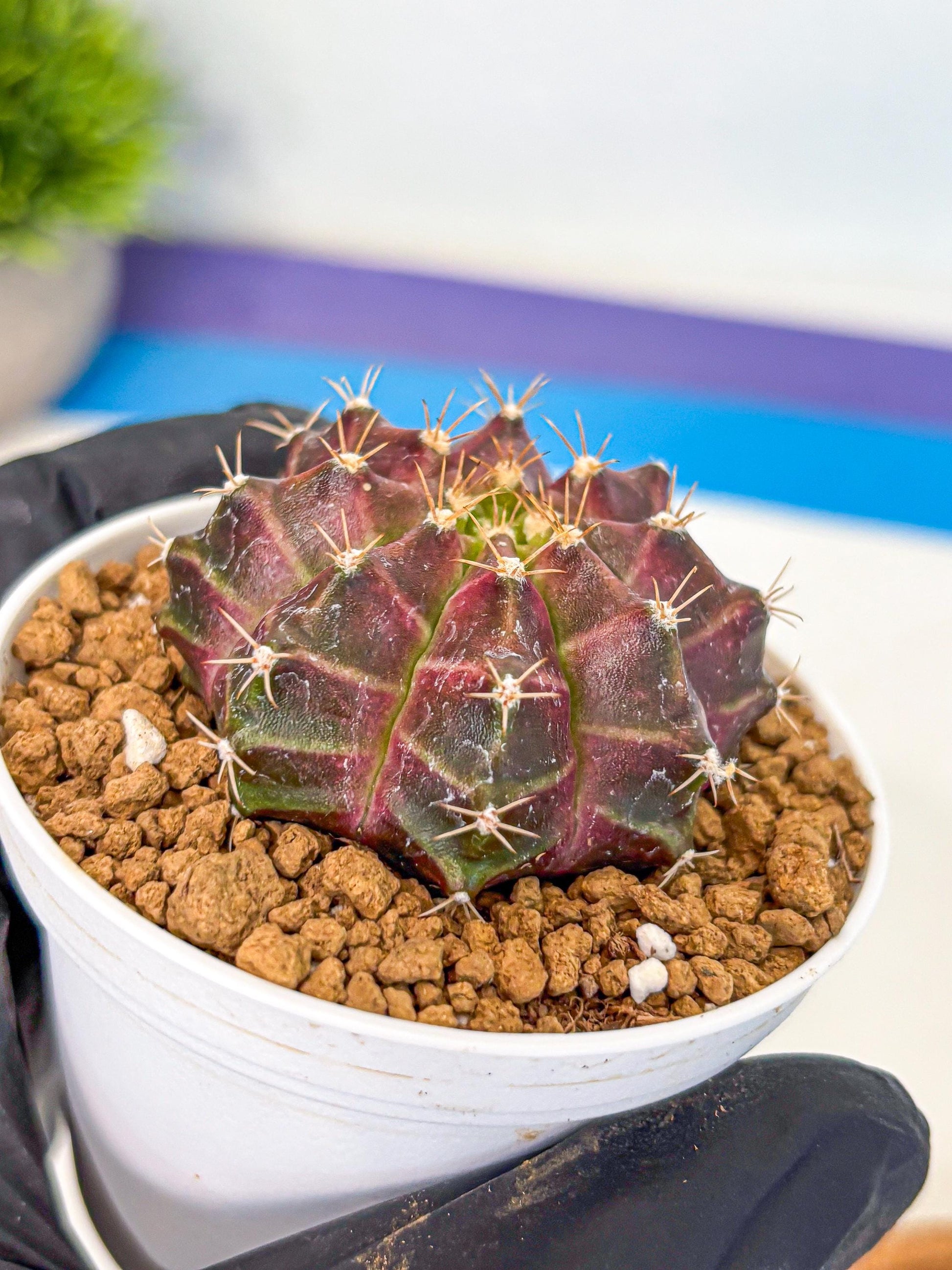 Gymnocalycium Neon (gy14) (rr) | Variegated cactus