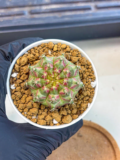 Gymnocalycium Neon (gy14) (oo) | Variegated cactus