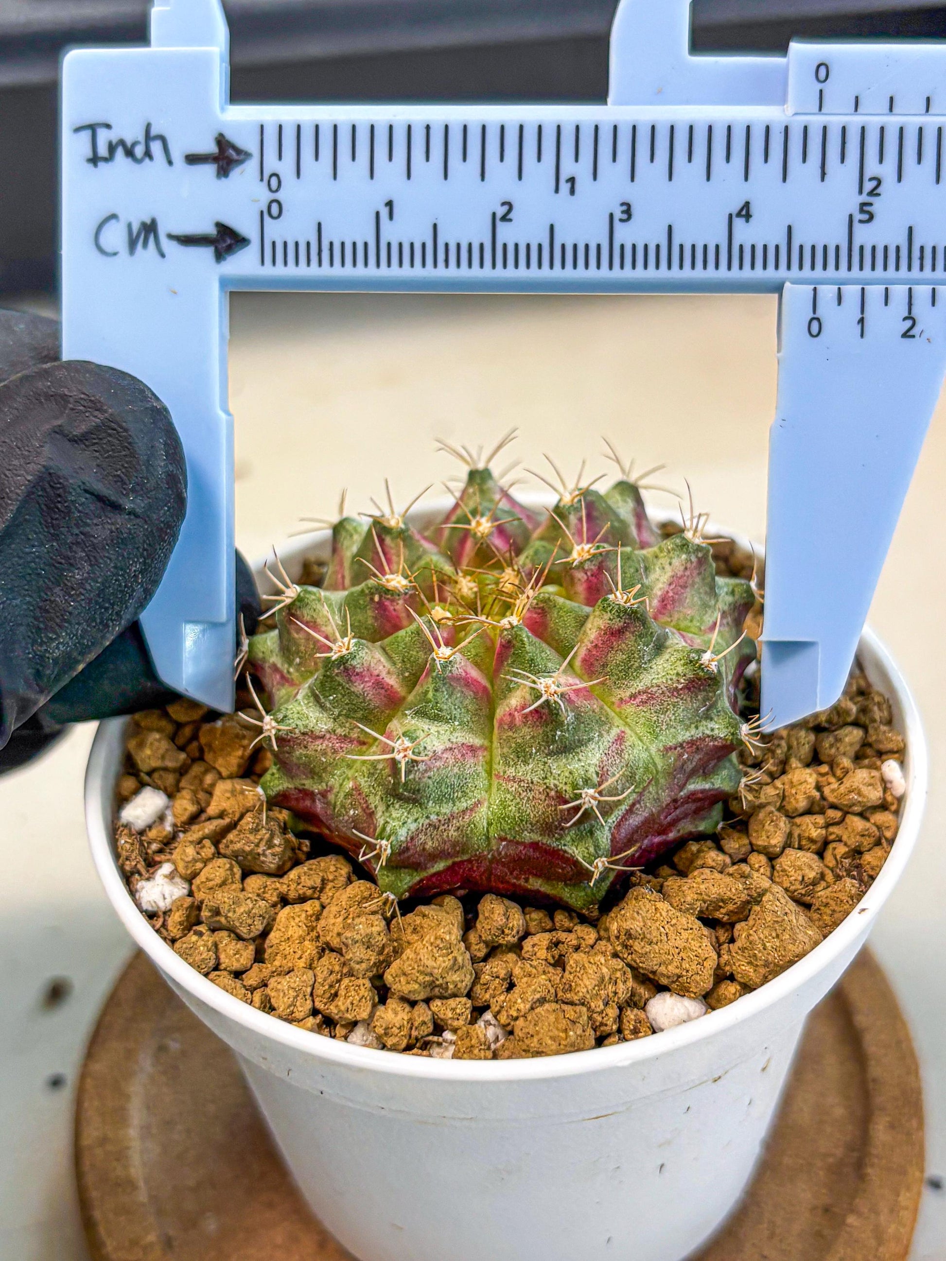 Gymnocalycium Neon (gy14) (oo) | Variegated cactus