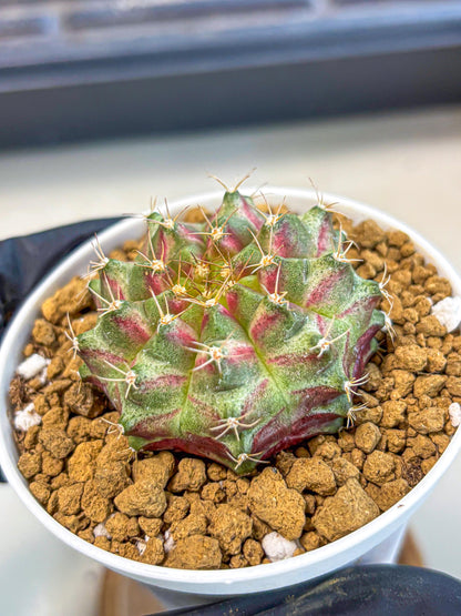Gymnocalycium Neon (gy14) (oo) | Variegated cactus