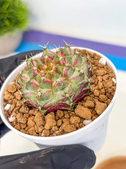 Gymnocalycium Neon (gy14) (oo) | Variegated cactus