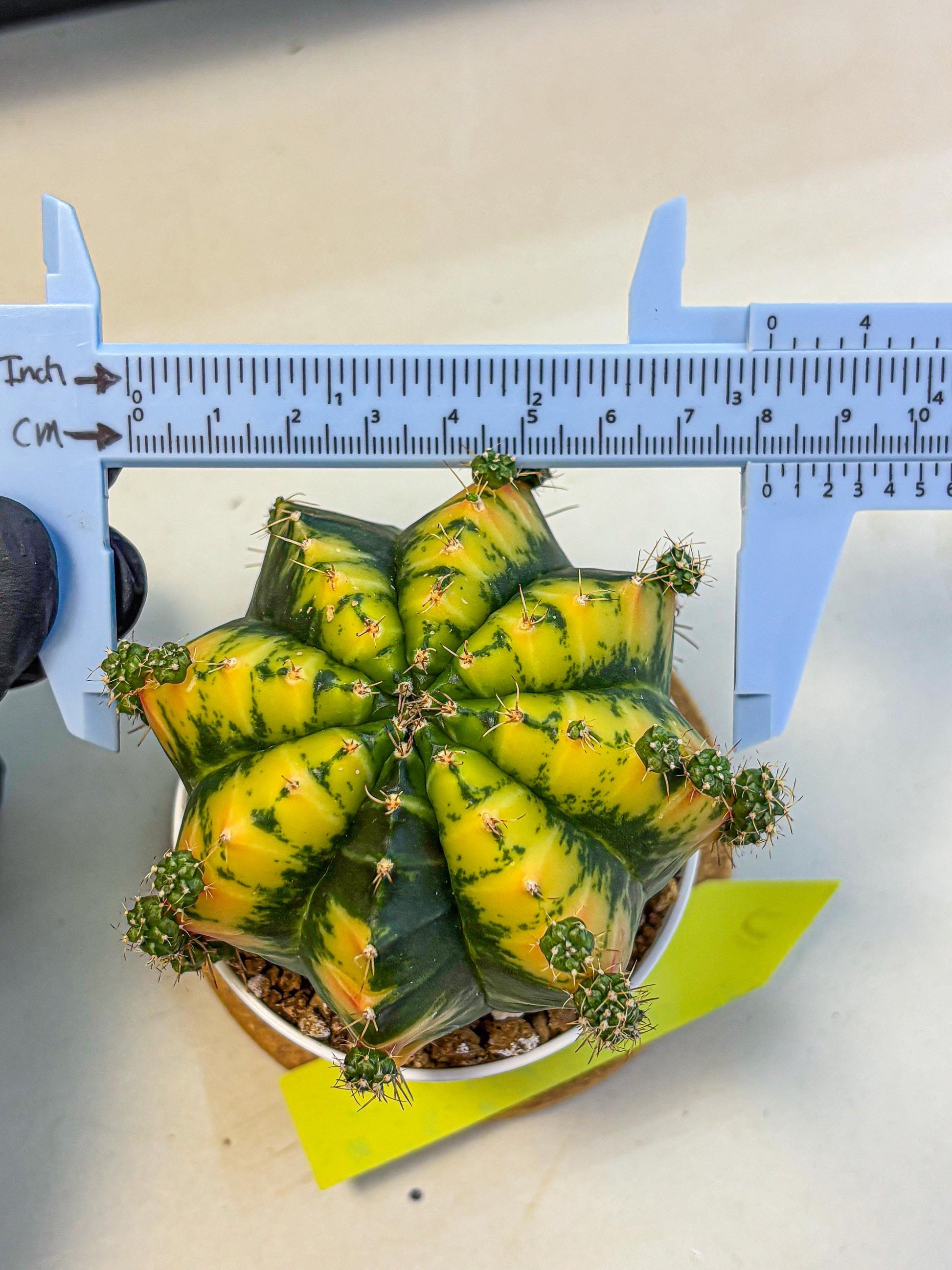 Gymnocalycium Mandarin (gy16) (yy) | Rare Hybrid cactus