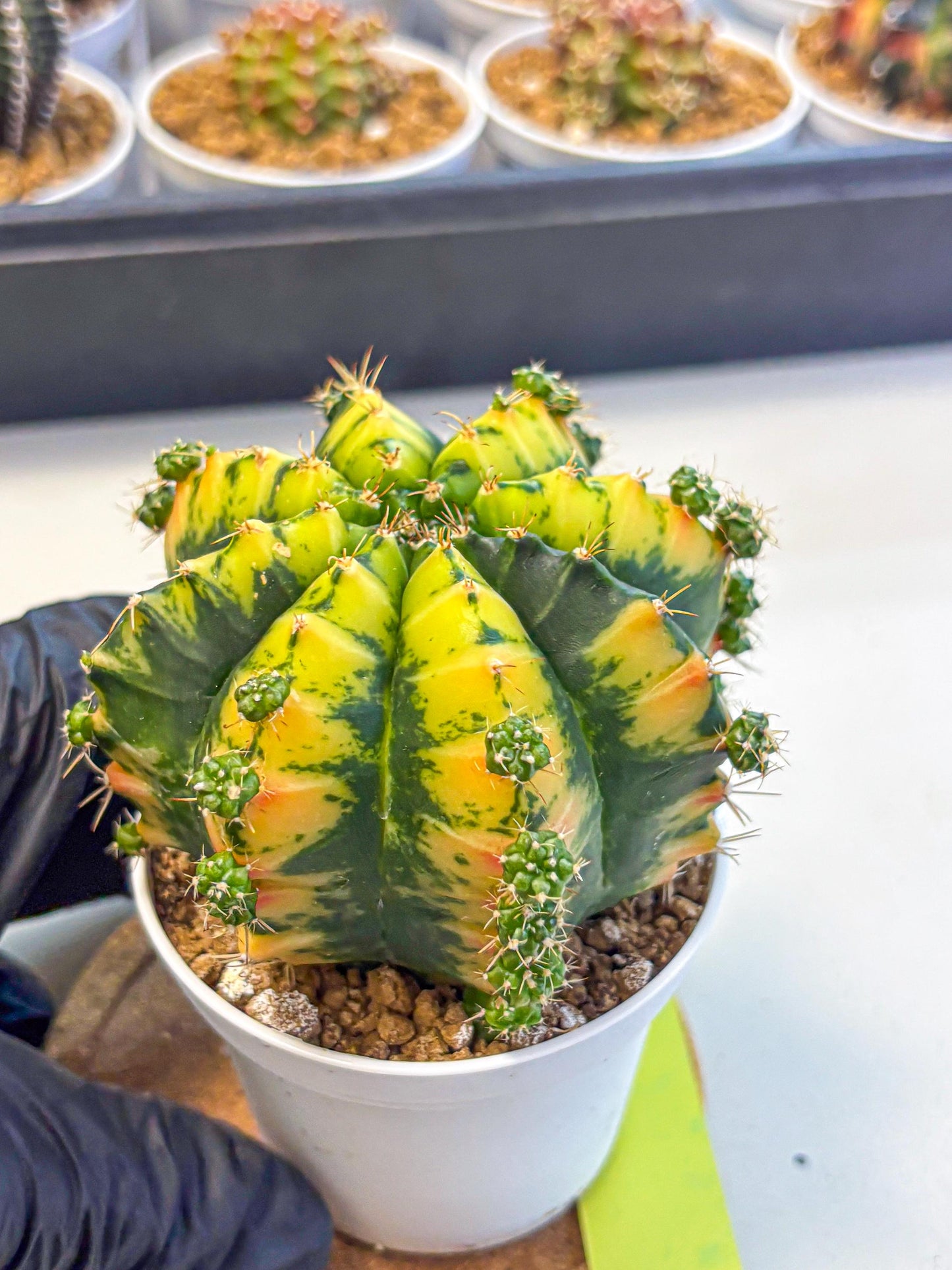 Gymnocalycium Mandarin (gy16) (yy) | Rare Hybrid cactus