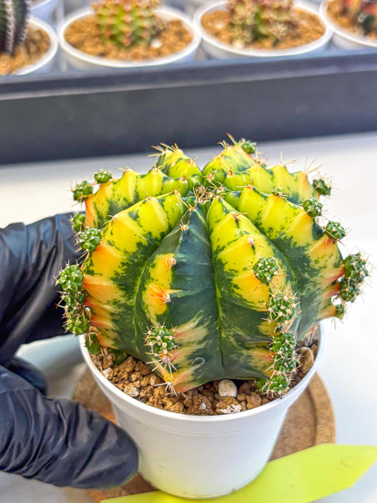 Gymnocalycium Mandarin (gy16) (yy) | Rare Hybrid cactus