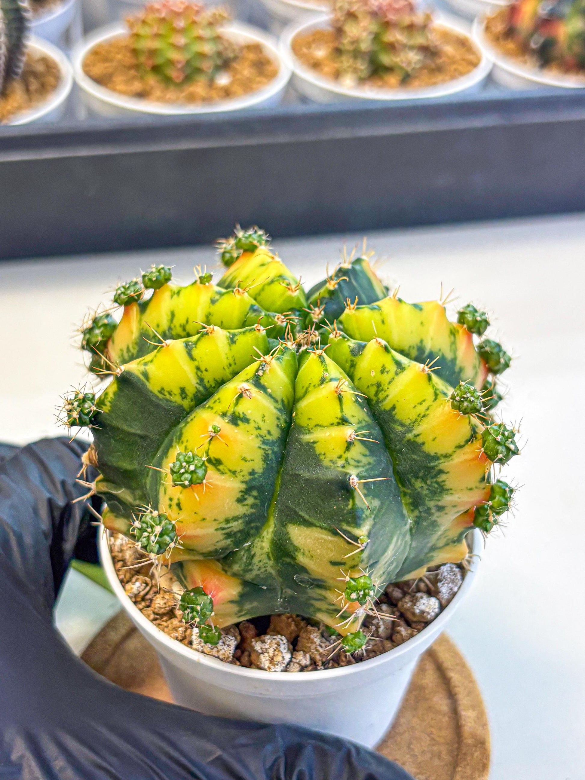 Gymnocalycium Mandarin (gy16) (yy) | Rare Hybrid cactus
