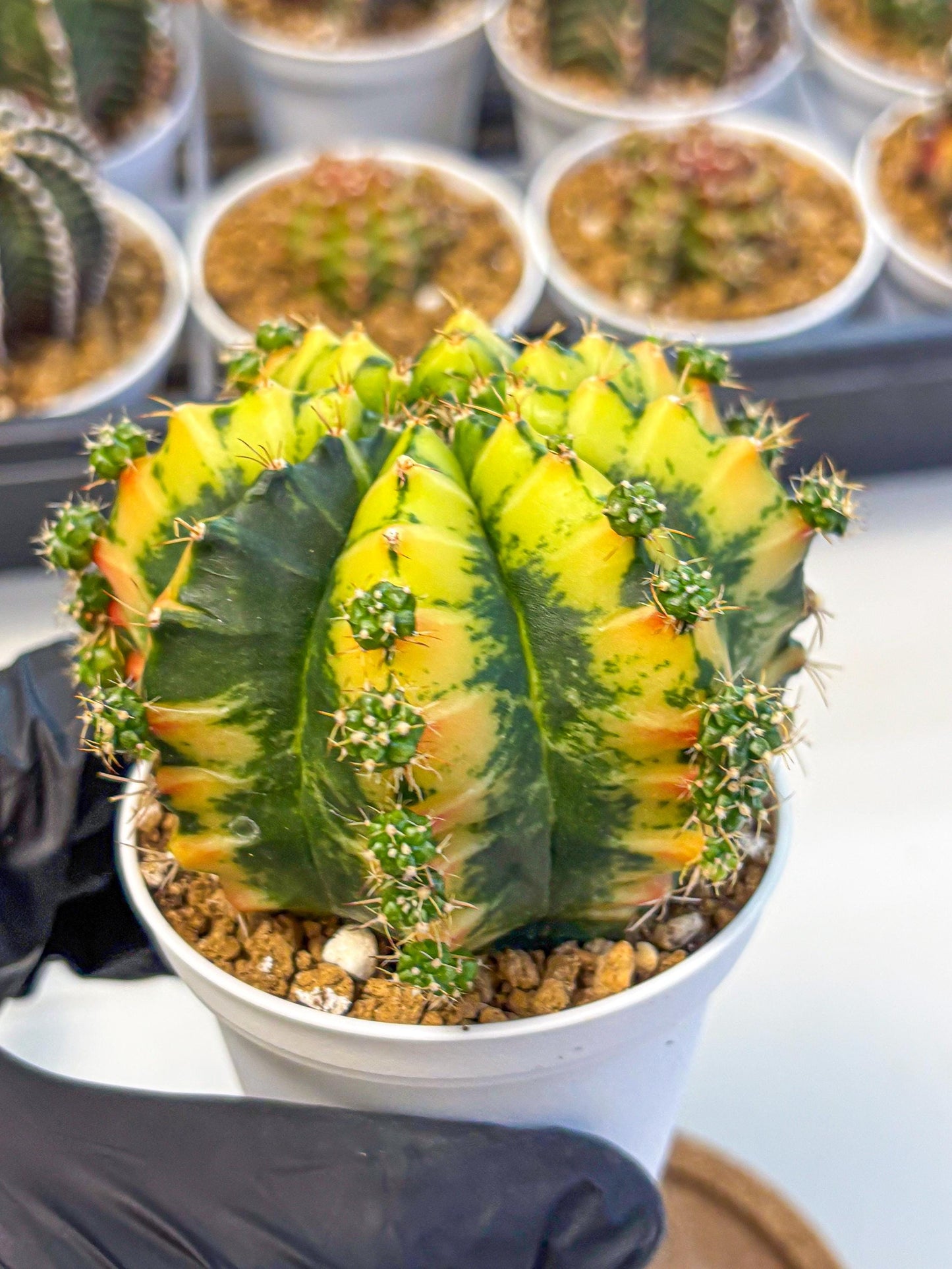 Gymnocalycium Mandarin (gy16) (yy) | Rare Hybrid cactus