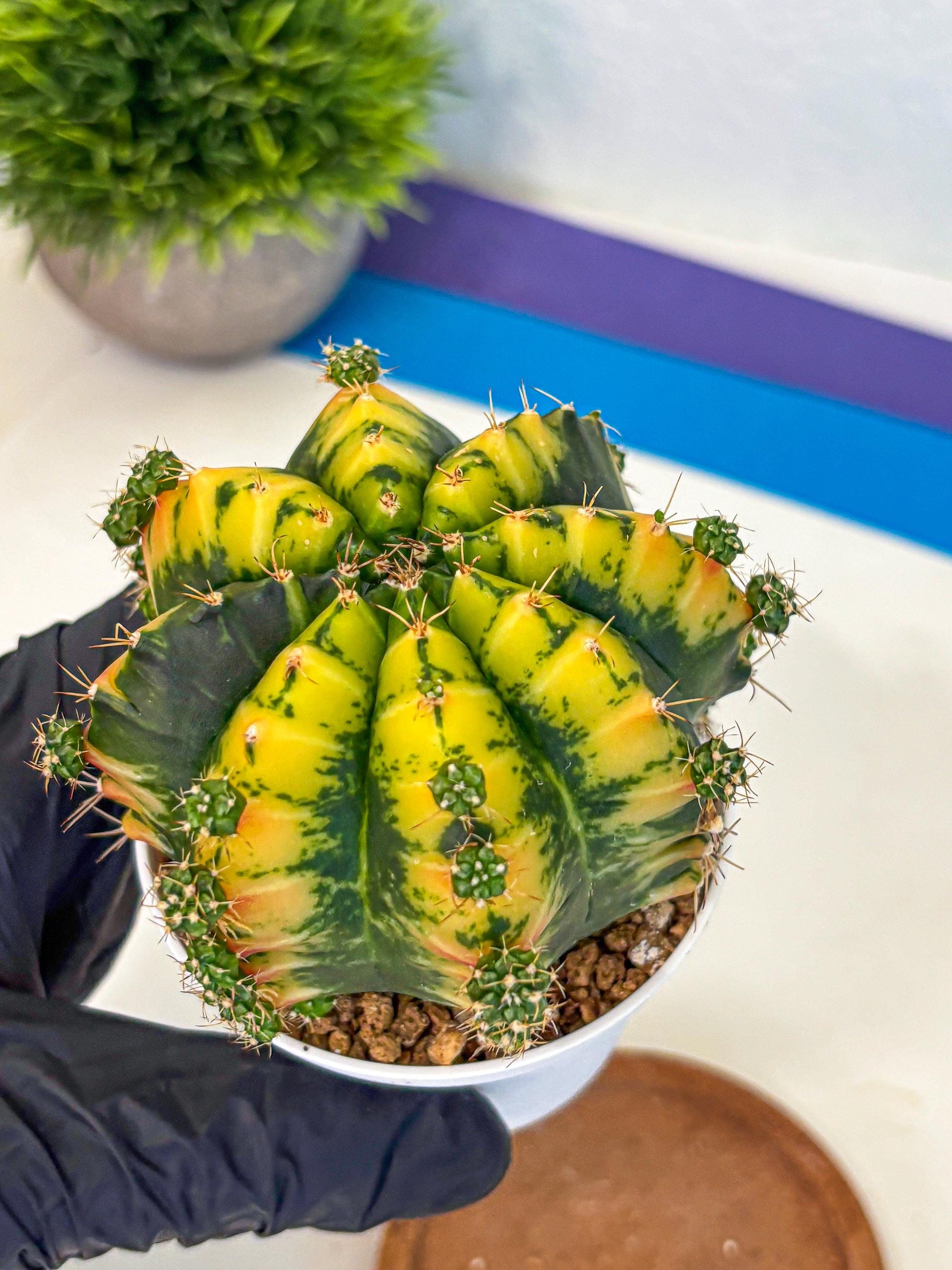 Gymnocalycium Mandarin (gy16) (yy) | Rare Hybrid cactus