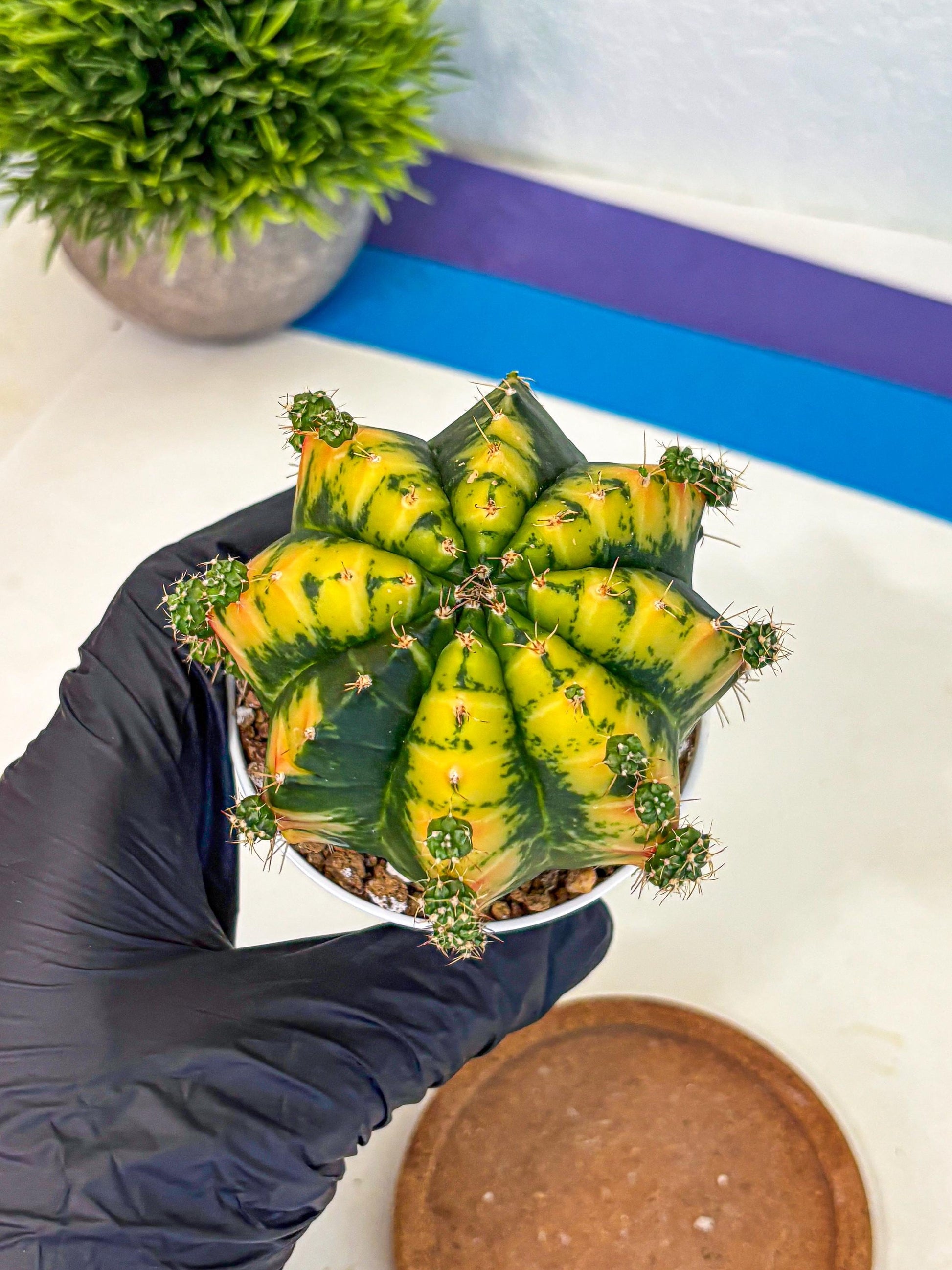 Gymnocalycium Mandarin (gy16) (yy) | Rare Hybrid cactus