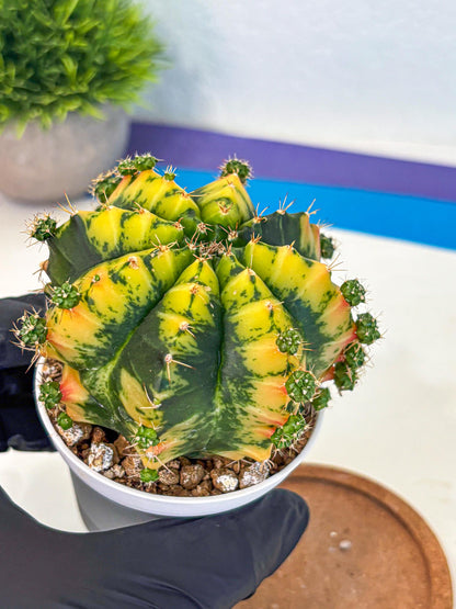 Gymnocalycium Mandarin (gy16) (yy) | Rare Hybrid cactus