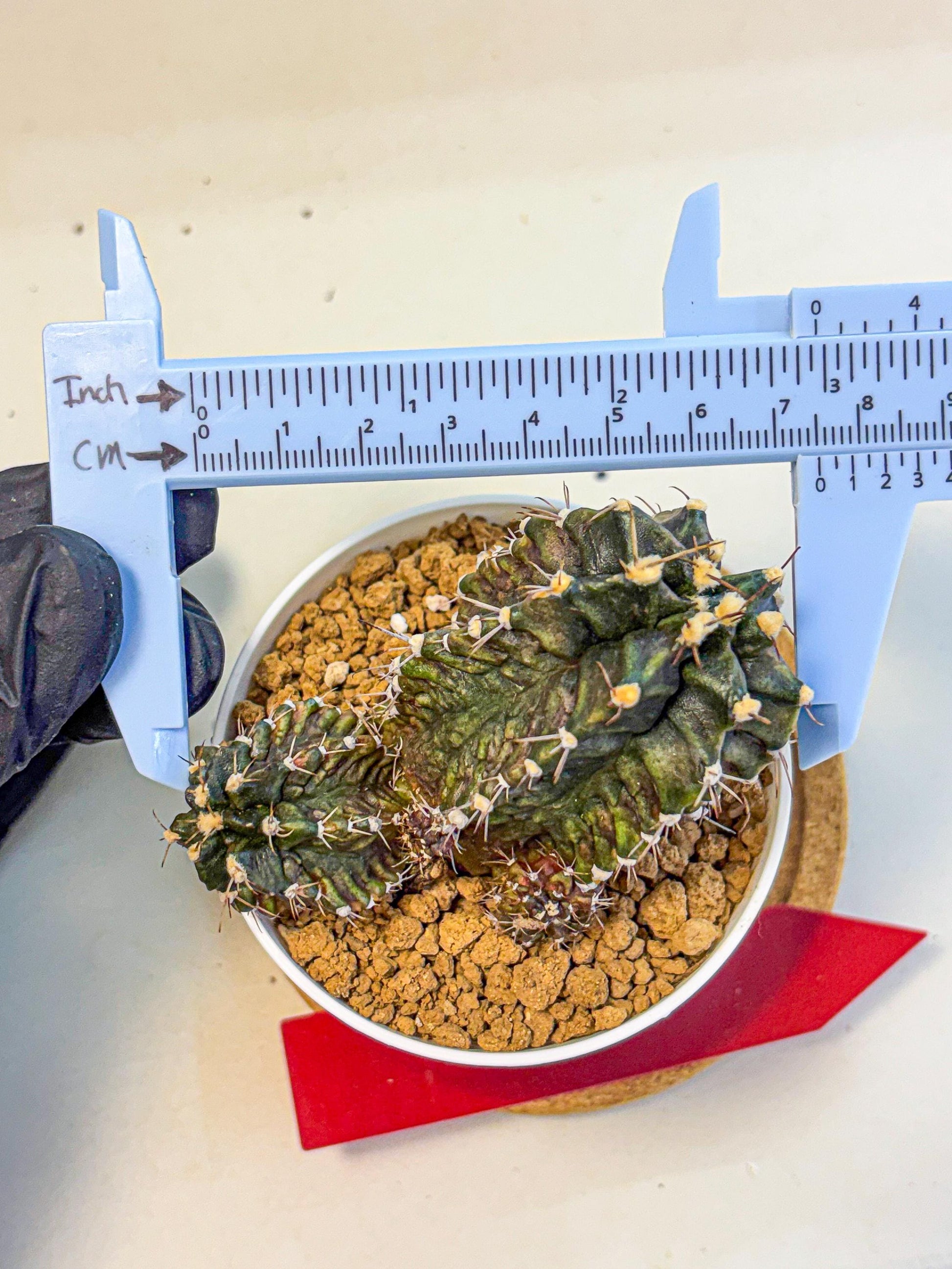 Gymnocalycium T-lux (gy16) (rr) | collectables