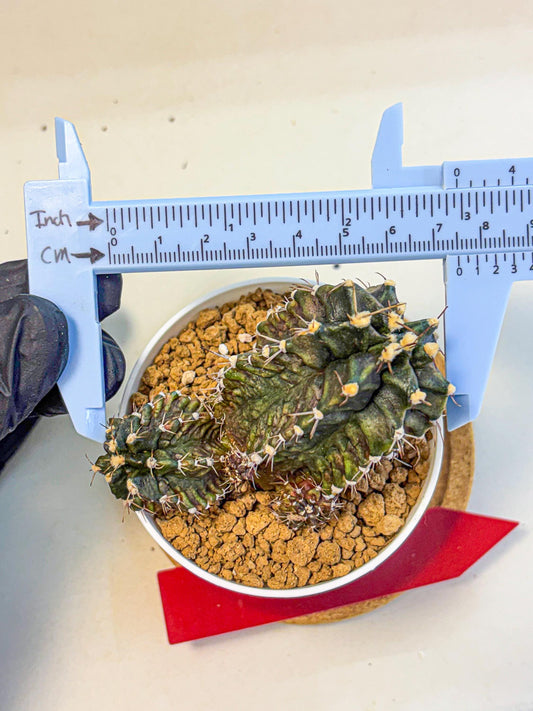 Gymnocalycium T-lux (gy16) (rr) | collectables