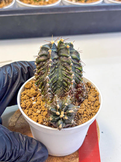 Gymnocalycium T-lux (gy16) (rr) | collectables