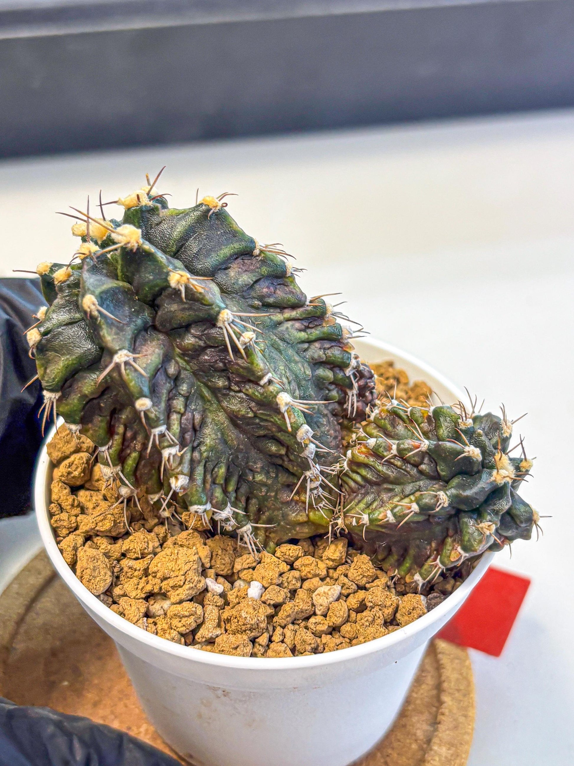 Gymnocalycium T-lux (gy16) (rr) | collectables