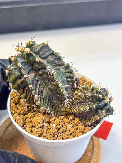 Gymnocalycium T-lux (gy16) (rr) | collectables