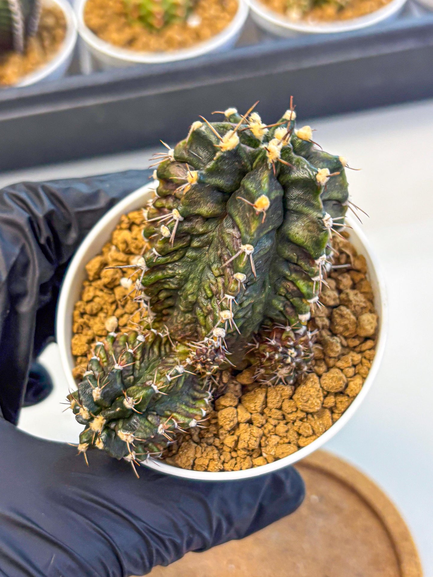 Gymnocalycium T-lux (gy16) (rr) | collectables