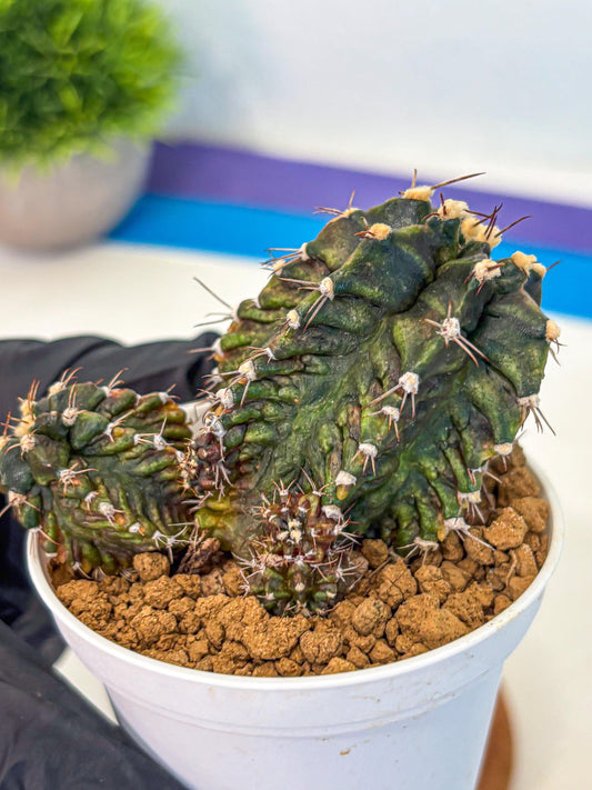 Gymnocalycium T-lux (gy16) (rr) | collectables