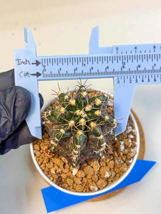 Gymnocalycium T-lux (gy16) (bb) | Special Hybrid cactus
